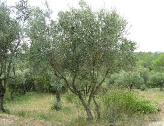 ancientSpanisholivetrees