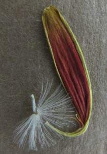 seeddetail